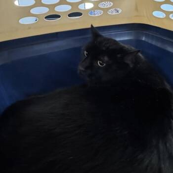 Remy -- Bonded Buddy With Teddy -  Domestic Short Hair Cat for Adoption in Des Moines, Iowa - Remy -- Bonded Buddy With Teddy | PetCurious