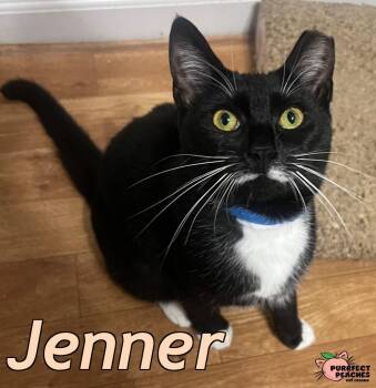 Jenner -  Domestic Short Hair Cat for Adoption in Douglasville, Georgia - Jenner | PetCurious
