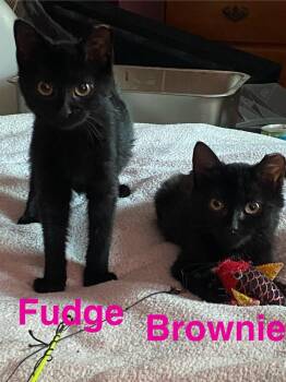 Brownie -  Domestic Short Hair Cat for Adoption in Lorain, Ohio - Brownie | PetCurious