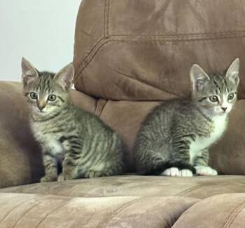 Lainey -  Domestic Short Hair Cat for Adoption in Candler, North Carolina - Lainey | PetCurious