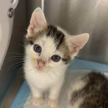 Carnelian -  Domestic Short Hair Cat for Adoption in Salt Lake City, Utah - Carnelian | PetCurious