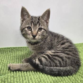 American Shorthair Cats Available for Adoption in Fort Wayne, Indiana - Mosquito Fern | PetCurious