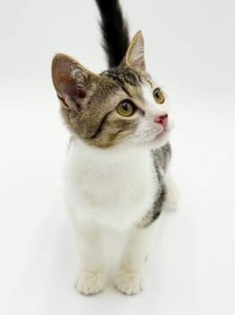 Birch -  Domestic Medium Hair and Domestic Short Hair Cat for Adoption in Bowling Green, Kentucky - Birch | PetCurious