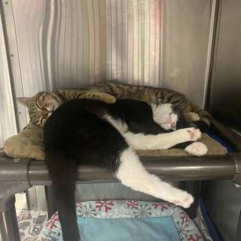 Domestic Short Hair Cats Available for Adoption - S&B: Shock | PetCurious