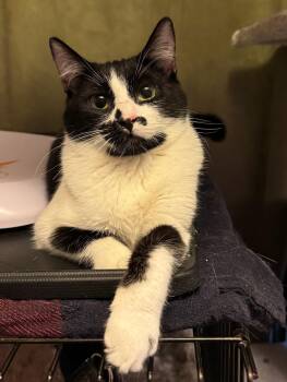 Sydney - teen female -  Domestic Short Hair Cat Available for Adoption in Los Altos, California - Sydney - Teen Female | PetCurious