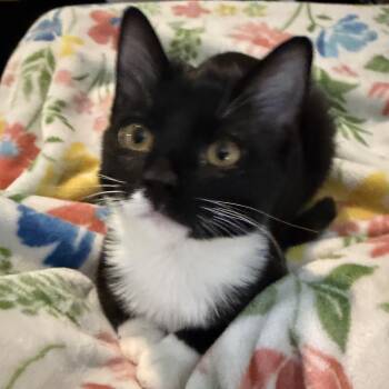 Kobalt -  Tuxedo Cat for Adoption in Cottonwood Heights, Utah - Kobalt | PetCurious