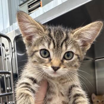 Maggie -  Domestic Short Hair Cat for Adoption in Corbin, Kentucky - Maggie | PetCurious