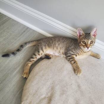 Oolong -  Domestic Short Hair Cat for Adoption in Apex, North Carolina - Oolong | PetCurious