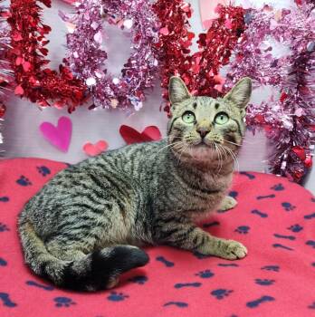 Domestic Short Hair Cats Available for Adoption - Taylor | PetCurious