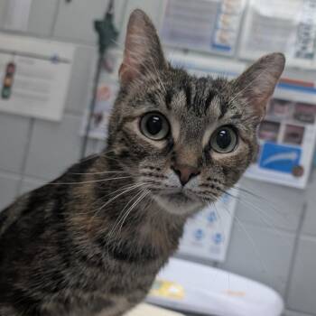 Cinnamon -  Domestic Short Hair Cat for Adoption in West Olive, Michigan - Cinnamon | PetCurious