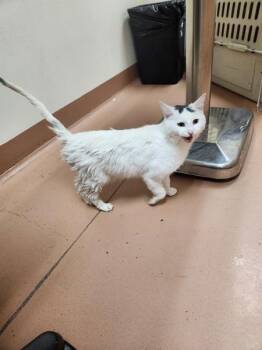 Domestic Medium Hair Cats Available for Adoption - Blanca | PetCurious