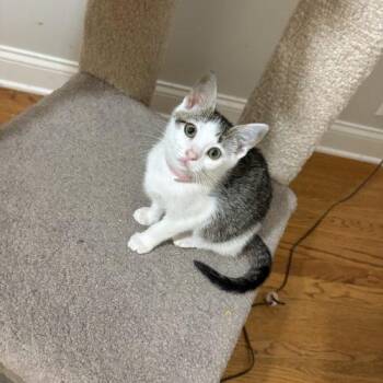 Amberjack -  Tuxedo and Tabby Cat for Adoption in Knoxville, Tennessee - Amberjack | PetCurious