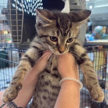 Finnick -  Domestic Short Hair Cat for Adoption in Hedgesville, West Virginia - Finnick | PetCurious