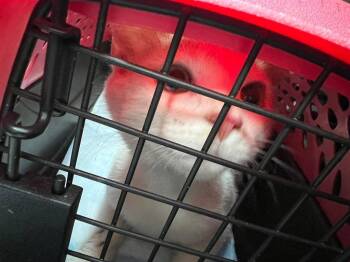 Mozzie -  Domestic Short Hair Cat for Adoption in Cromwell, Kentucky - Mozzie | PetCurious