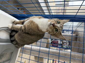 Tabby Cats Available for Adoption in Fennville, Michigan - Seraphine | PetCurious