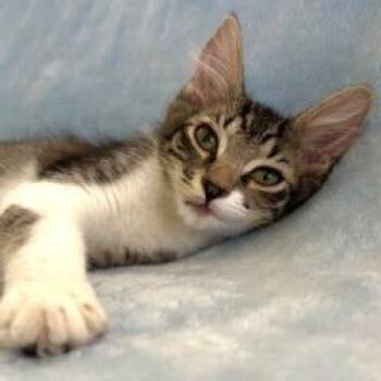 Arthur -  Domestic Medium Hair Cat for Adoption in Sarasota, Florida - Arthur | PetCurious