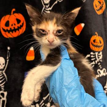 Flower -  Domestic Short Hair Cat for Adoption in San Antonio, Texas - Flower | PetCurious