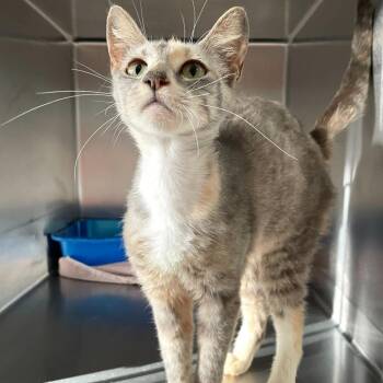 Domestic Short Hair Cats Available for Adoption - Tie Dye | PetCurious
