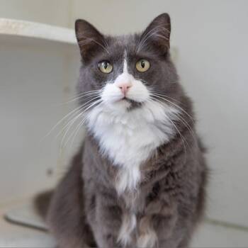 Domestic Long Hair Cats Available for Adoption in Merrifield, Virginia - Devon King | PetCurious