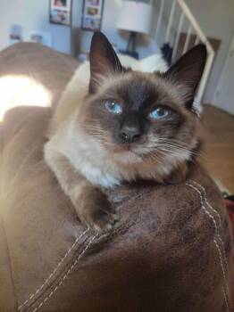 Ragdoll and Siamese Cats Available for Adoption - Indie | PetCurious