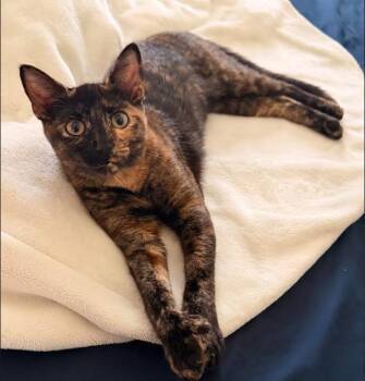 Miss Mittens -  Extra Toes Cat Hemingway Polydactyl and American Shorthair Cat for Adoption in Rosenberg, Texas - Miss Mittens | PetCurious