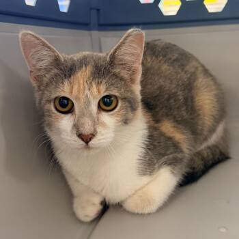 Matcha -  Domestic Short Hair Cat for Adoption in Indianapolis, Indiana - Matcha | PetCurious