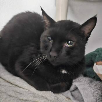 Shovelnose -  Domestic Short Hair Cat for Adoption in Dover, New Hampshire - Shovelnose | PetCurious