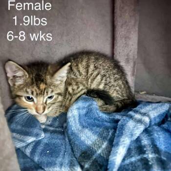 Rescue Domestic Short Hair Cats for Adoption in Austin, Texas - Sports Mode Crocs | PetCurious