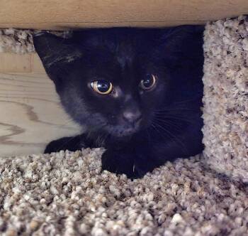Doe -  Domestic Short Hair Cat for Adoption in Vancouver, Washington - Doe | PetCurious