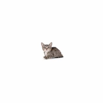 Domestic Short Hair Cats Available for Adoption in Los Angeles, California - Sapphire | PetCurious