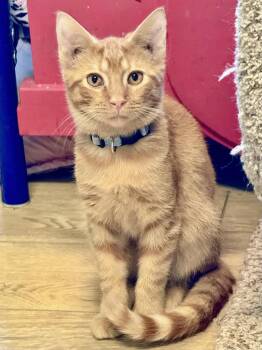 Tabby Cats Available for Adoption in Scottsburg, Indiana - Todd | PetCurious