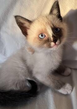 Snowshoe and Domestic Short Hair Cats Available for Adoption in Hood River, Oregon - Clyde | PetCurious