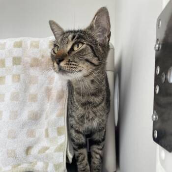 Heart -  Domestic Short Hair Cat for Adoption in Warwick, Rhode Island - Heart | PetCurious