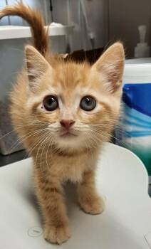 Jacob -  Domestic Medium Hair Cat for Adoption in Georgetown, Ohio - Jacob | PetCurious