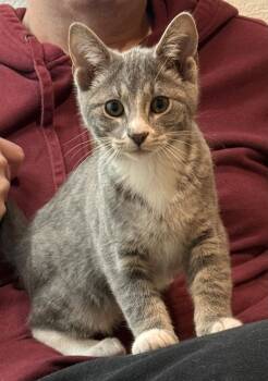 Domestic Short Hair Cats Available for Adoption - Catrick Swayze | PetCurious