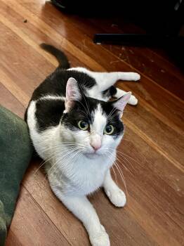 Rescue Domestic Short Hair Cats for Adoption in Andover, Connecticut - Scottie & Pippen | PetCurious