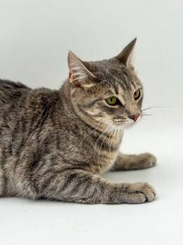 Domestic Short Hair Cats Available for Adoption in Bowling Green, Kentucky - Luna (BONDED WITH LOLA) | PetCurious