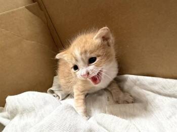 A1927146 -  Domestic Short Hair Cat for Adoption in Riverside, California - A1927146 | PetCurious