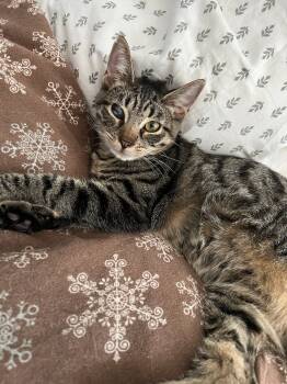 Rescue Domestic Short Hair Cats for Adoption in East Hanover, New Jersey - Henley | PetCurious