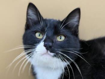 Andrew -  Domestic Short Hair Cat for Adoption in Portland, Oregon - Andrew | PetCurious