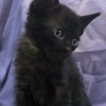 Pierogi -  Domestic Short Hair Cat for Adoption in Webster, Texas - Pierogi | PetCurious