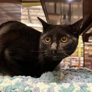 Rescue Domestic Medium Hair Cats for Adoption in Morgan Hill, California - Pepper | PetCurious