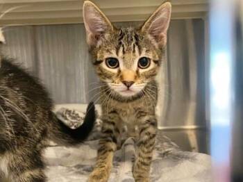 BLUEY -  Domestic Short Hair Cat for Adoption in Tustin, California - BLUEY | PetCurious
