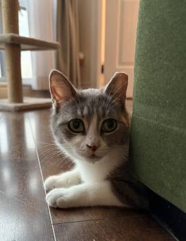 Domestic Short Hair Cats Available for Adoption in Toronto, Ontario - Jitterbug | PetCurious