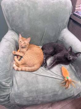 Newton Orchard -  Domestic Short Hair Cat for Adoption in Mount Laurel Township, New Jersey - Newton Orchard | PetCurious