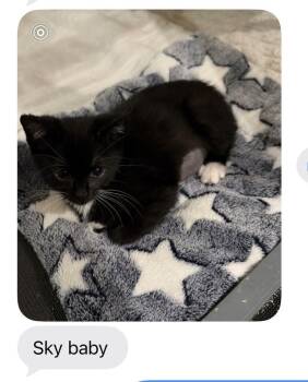 Sky -  Domestic Short Hair Cat for Adoption in Mustang, Oklahoma - Sky | PetCurious