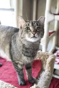 Timmy -  Domestic Short Hair Cat for Adoption in Boise, Idaho - Timmy | PetCurious
