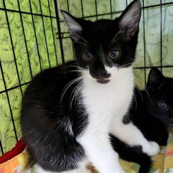 Ariel -  Domestic Medium Hair Cat for Adoption in Belfair, Washington - Ariel | PetCurious