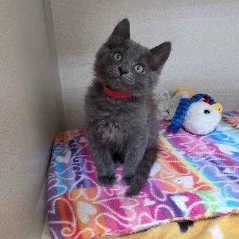 Roosevelt -  Domestic Medium Hair Cat for Adoption in Great Falls, Montana - Roosevelt | PetCurious