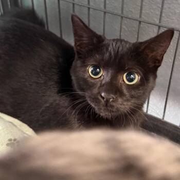 Ms. Fancy -  Domestic Short Hair Cat for Adoption in Belleville, Illinois - Ms. Fancy | PetCurious